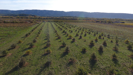 Conseils de plantation pour établir une truffière