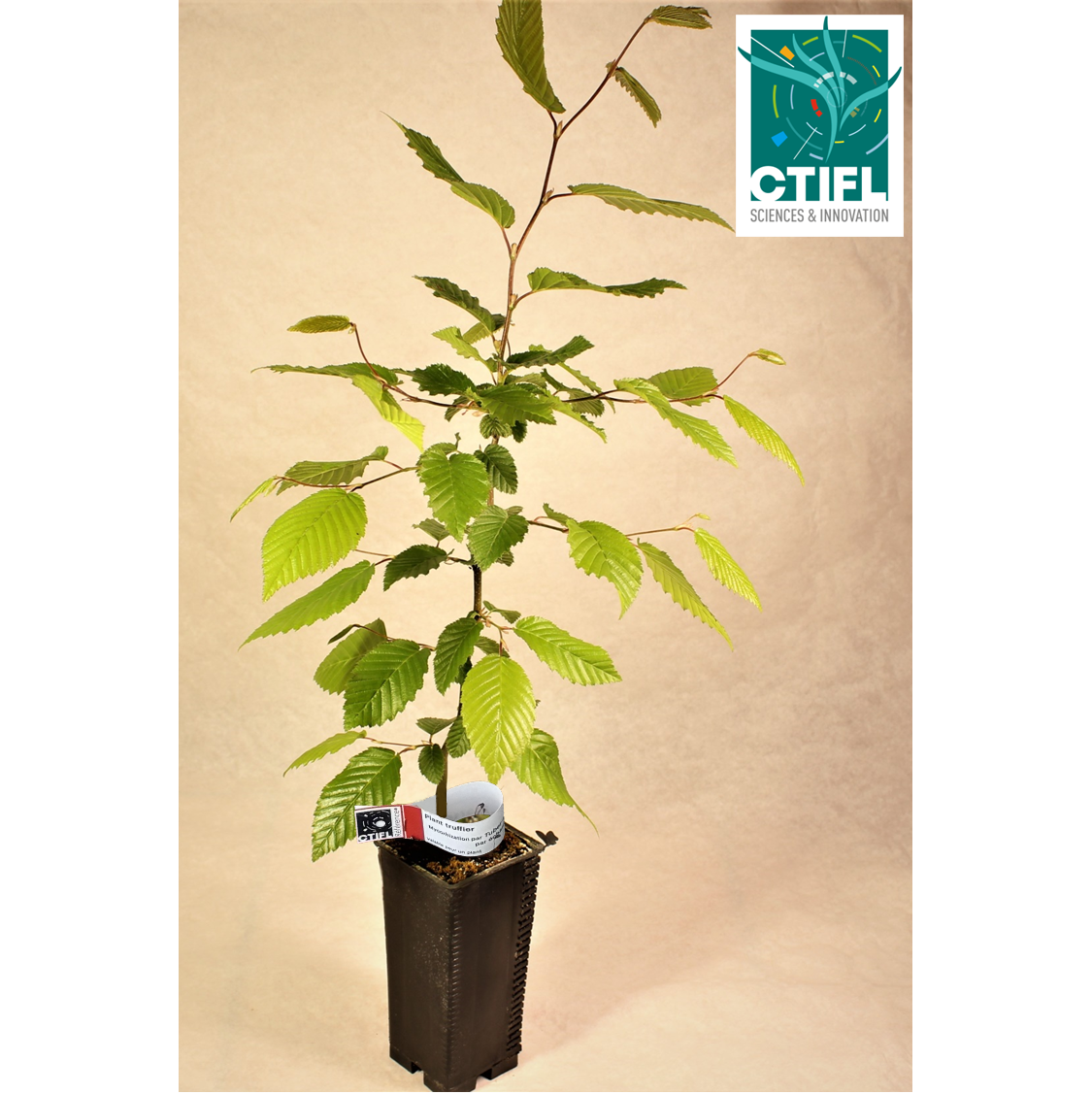 Charme truffier mycorhizé par Tuber Mélanosporum