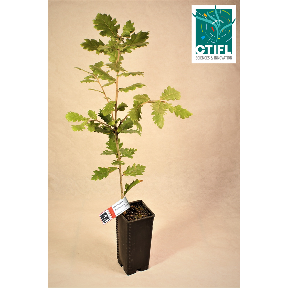 Chêne pubescent mycorhizé par Tuber Mélanosporum