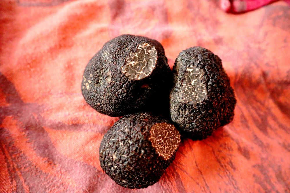 Truffe fraîche Tuber Mélanosporum