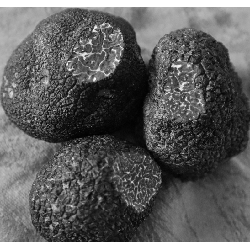Truffe fraîche Tuber Mélanosporum