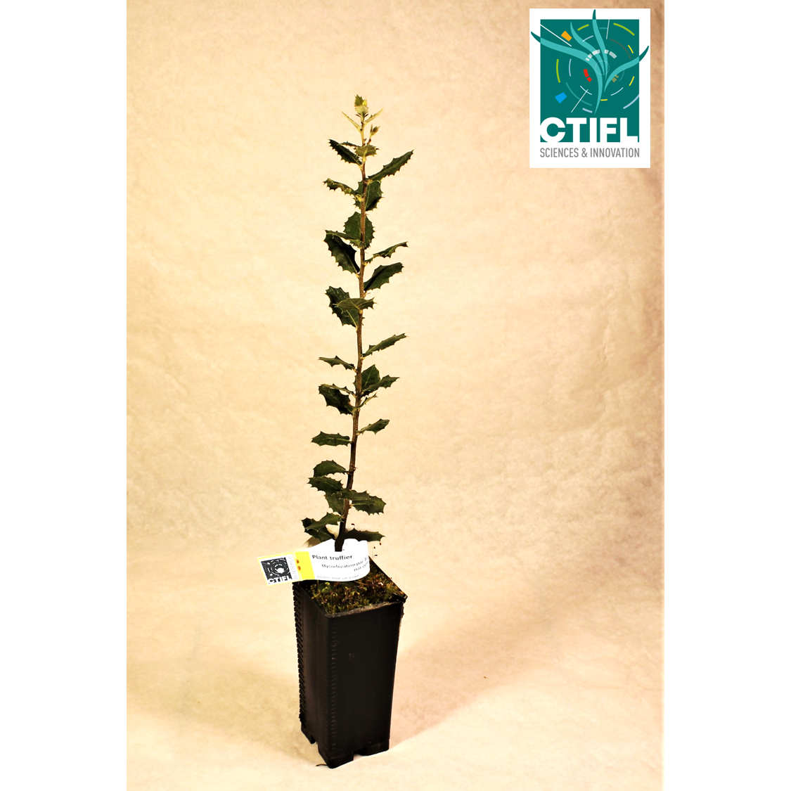 Chêne vert truffier mycorhizé par Tuber Uncinatum