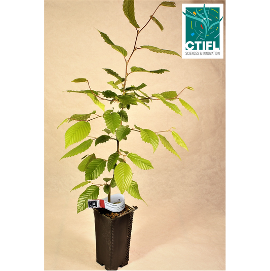 Charme truffier mycorhizé par Tuber Mélanosporum